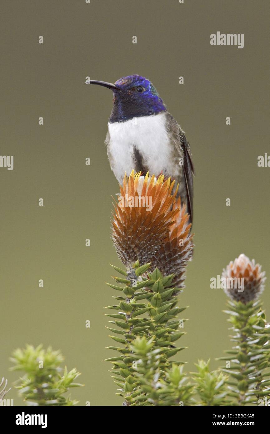 Ecuadorian Hillstar (Oreotrochilus chimborazo), Ecuador, Südamerika Stockfoto