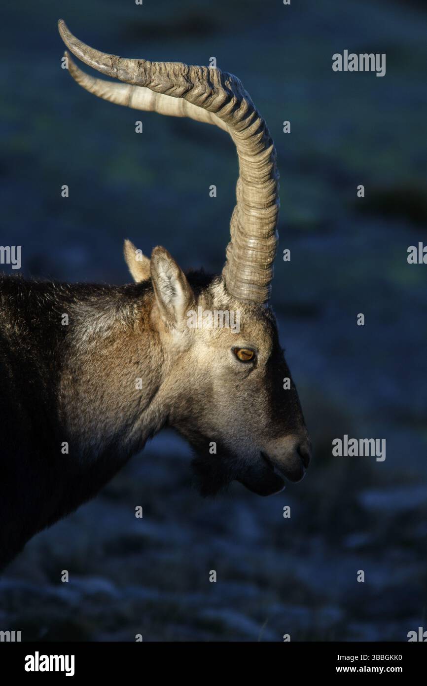 Westspanischer Steinbock (Capra pyrenaica victoriae) männliches Porträt, Sierra de Gredos, Kastilien und Leon, Spanien, Europa Stockfoto