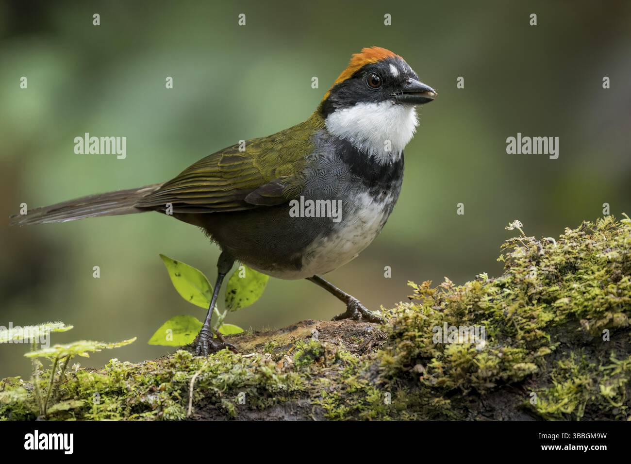 Arremon brunneinucha (Arremon brunneinucha), der auf einer Niederlassung in Kolumbien, Südamerika, thront Stockfoto