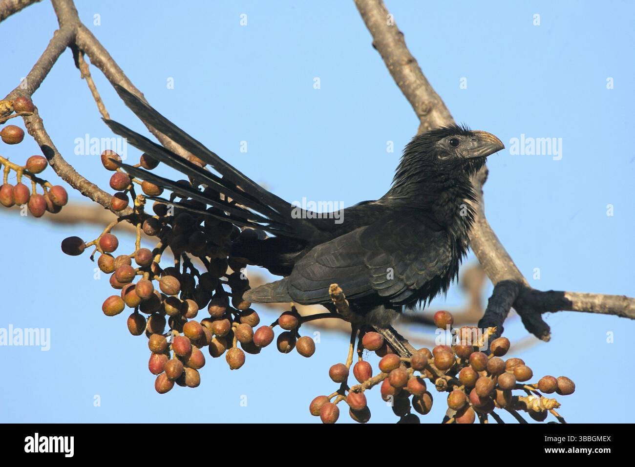 Ani Crotophaga sulcirostris Sayulita, Nayarit, Mexiko 18 Jaunauy Adult CUCULIDAE Stockfoto