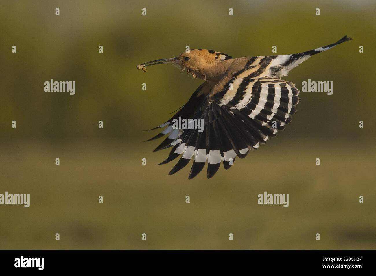 Eurasischer Wiedehopf (Upupa epops) fliegt mit Nahrung im Schnabel, Subotica, Serbien, Europa Stockfoto