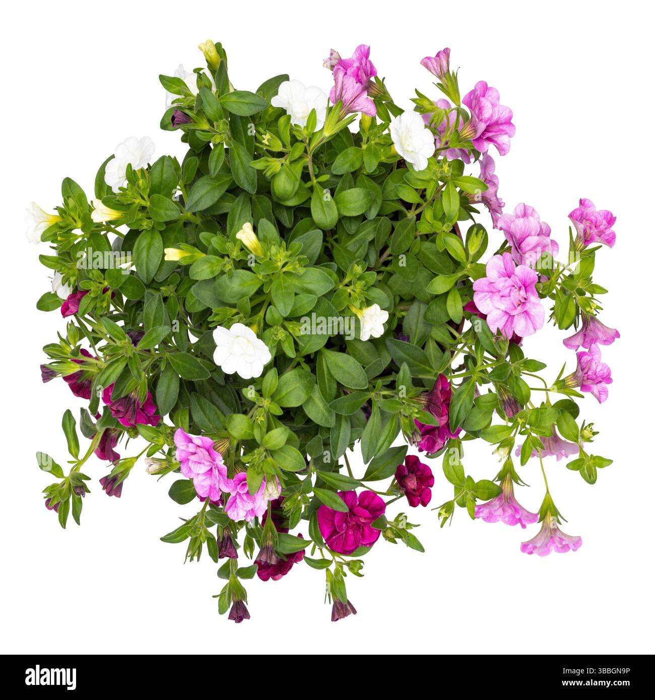 Blick von oben auf Calibrachoa Trixi Petticoat alias Million Bells. Isoliert auf weißem Hintergrund. Stockfoto