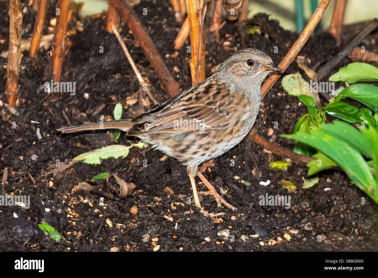 Dunnock, Garden, Barnet, London, Großbritannien Stockfoto