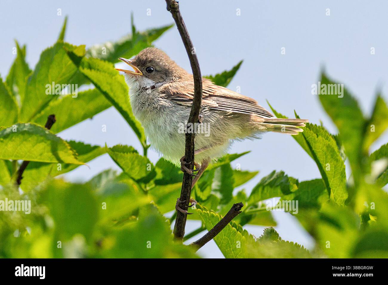 Weiblich, gemeiner Whitethroat, singend, Walton-on-the-Naze, Essex, UK Stockfoto