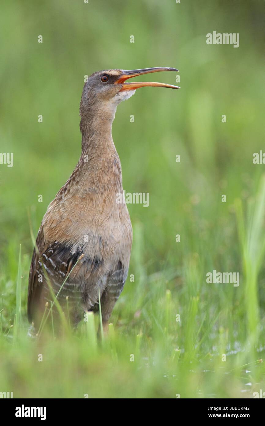 King Rail (Rallus elegans) Calling, Texas, USA, Nordamerika Stockfoto