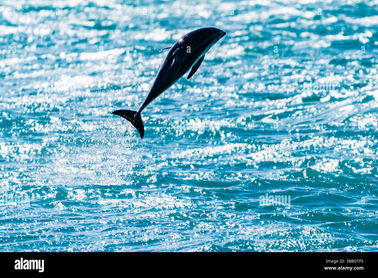 Dämmerungsdelfin (Lagenorhynchus obscurus) springt aus dem Meer nahe Kaikoura, Südinsel, Neuseeland Stockfoto