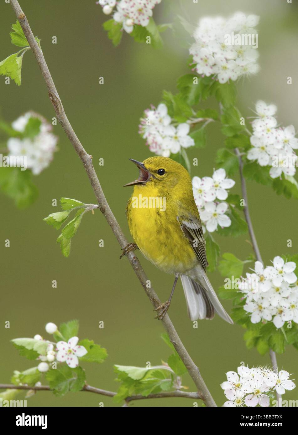 Pine Warbler (Setophaga pinus) männlich singend aus einem blühenden Zweig, Texas, USA, Nordamerika Stockfoto