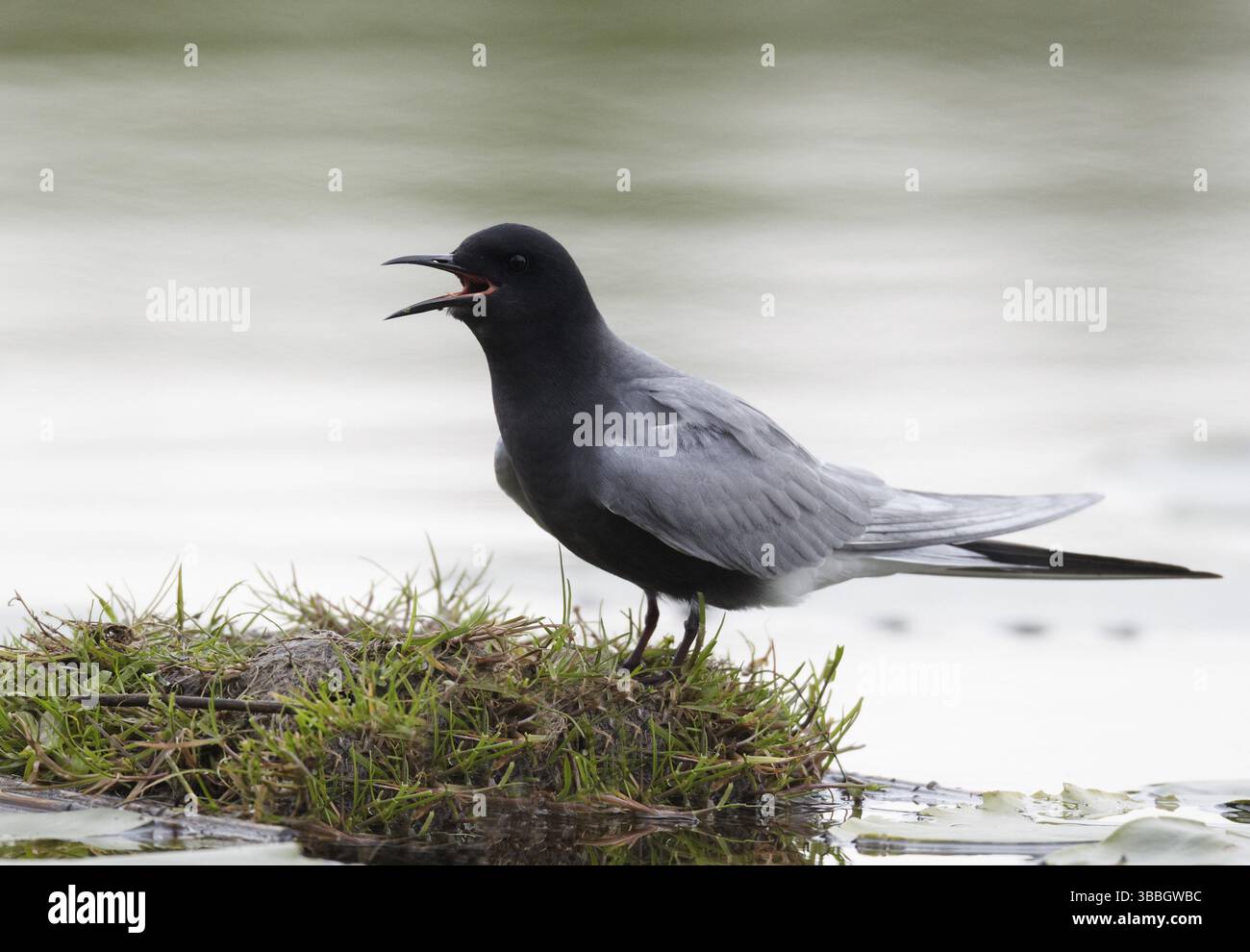 Schwarzteere (Chlidonias niger), Schleswig-Holstein, Deutschland, Europa Stockfoto