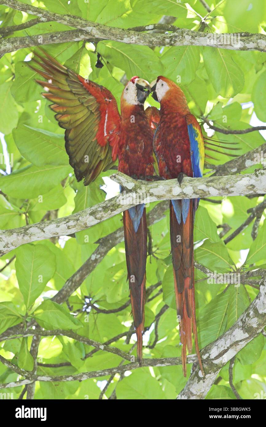 Scharlacharas (Ara macao), Costa Rica, Mittelamerika Stockfoto