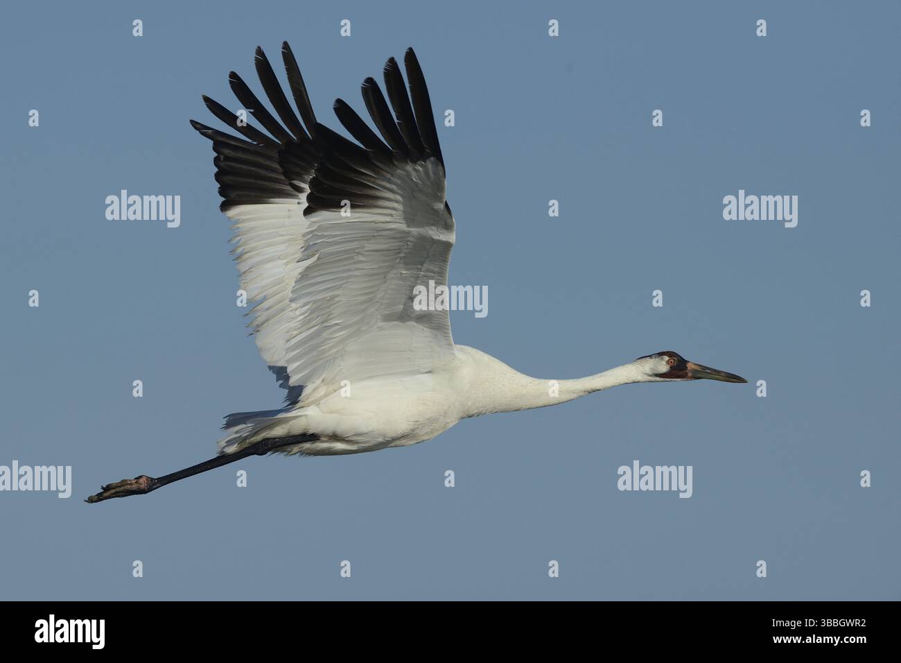 Keuchkran (Grus americana) fliegt, Texas, USA, Nordamerika Stockfoto