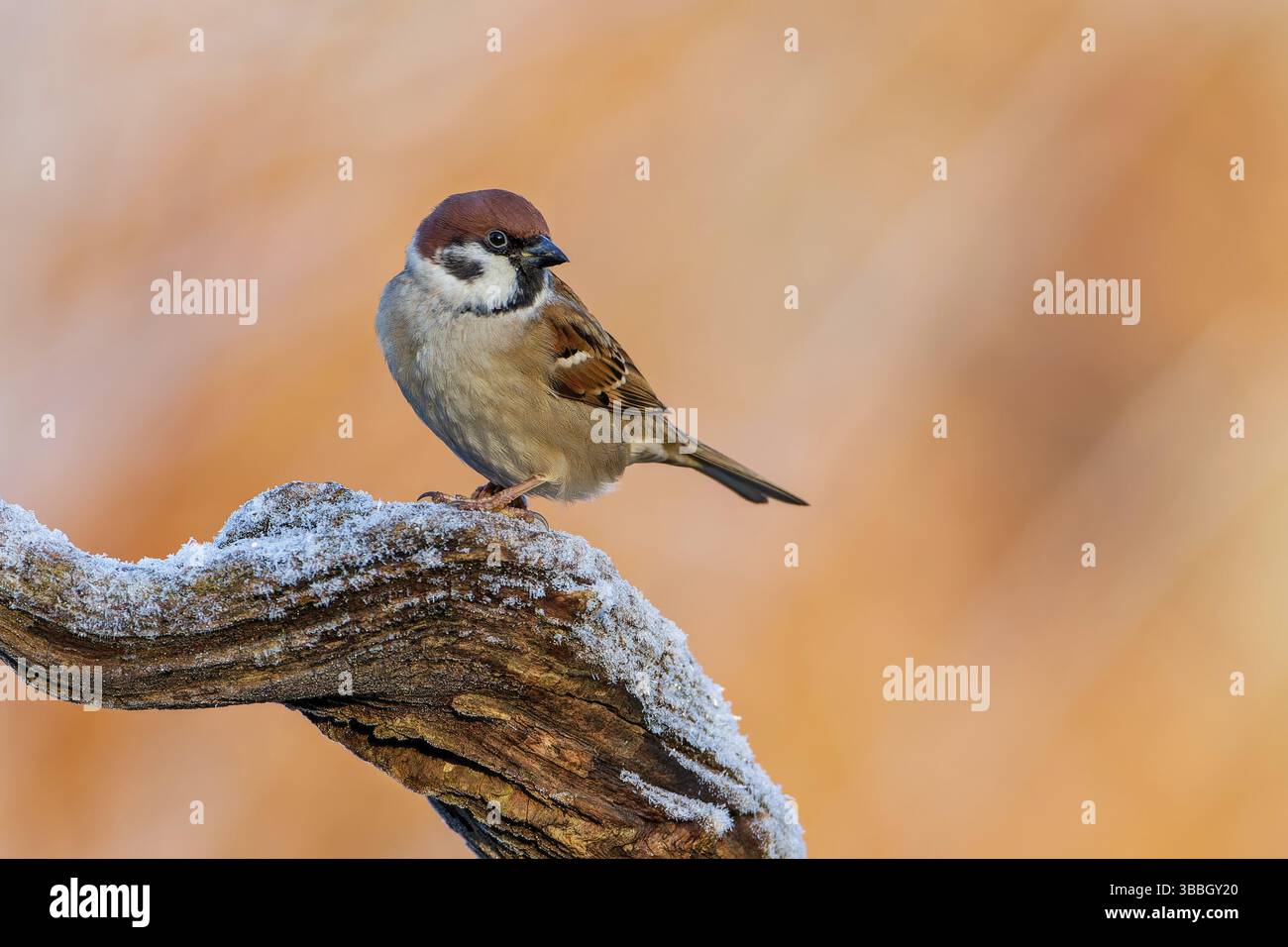 Eurasischer Baumarsch (Passer montanus), Sachsen-Anhalt, Deutschland, Europa Stockfoto