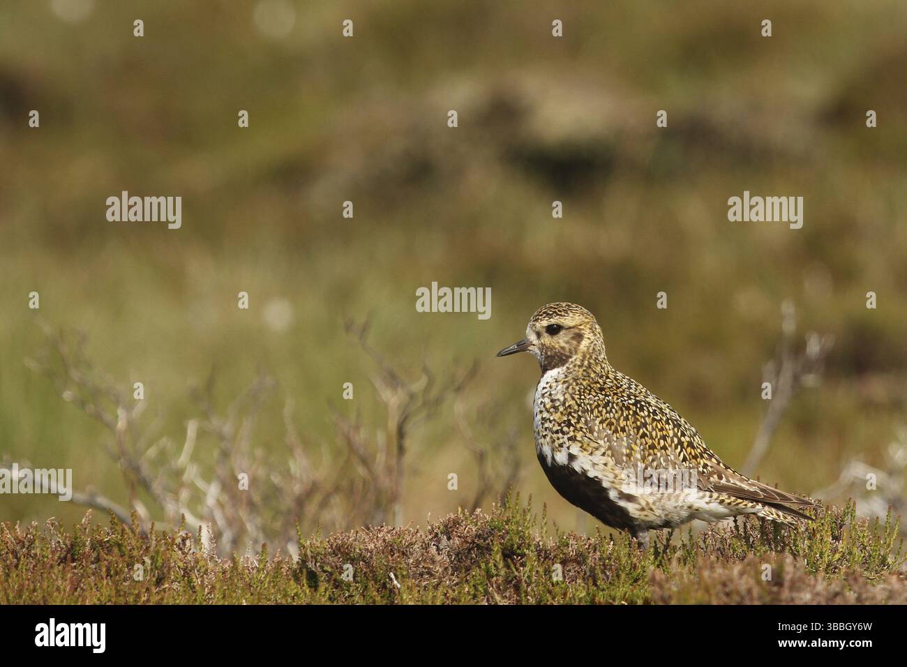 Europäischer Goldener Plover (pluvialis apricaria), Yorkshire Dales, Vereinigtes Königreich, Europa Stockfoto