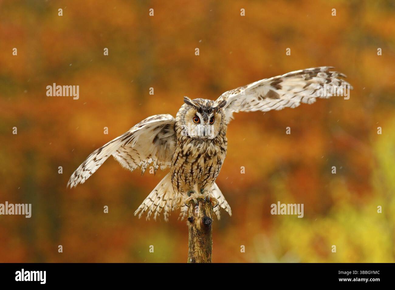 Fallen Orangenwald mit wilden Eule. Niedlicher Vogel in der Natur. Eule mit offenen Flügeln. Eule im orangen Herbst verlässt den Wald. Langohreule mit orangefarbener Eiche lea Stockfoto