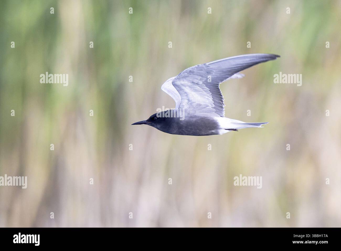 Schwarzteere (Chlidonias niger) fliegen, Nordrhein-Westfalen, Deutschland, Europa Stockfoto
