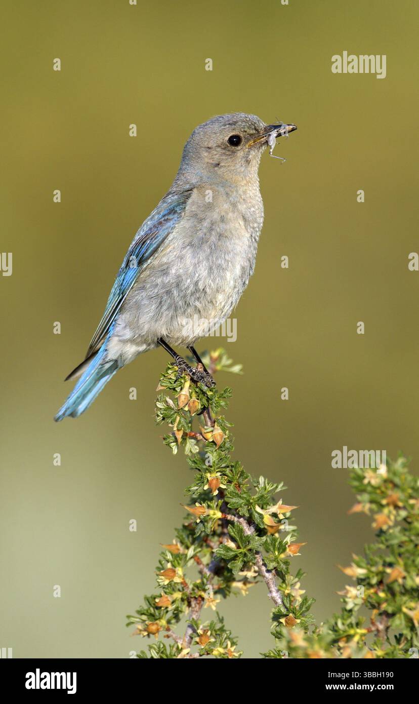 Mountain Bluebird (Sialia currucoides) weiblich, Montana, USA, Nordamerika Stockfoto