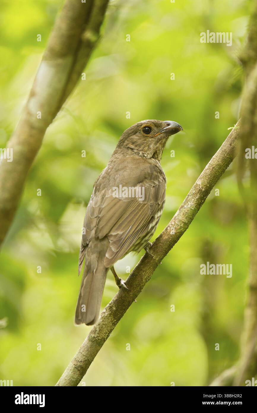Zahnschnabel Bowerbird (Scenopoeetes dentirostris), Queensland, Australien, Ozeanien Stockfoto