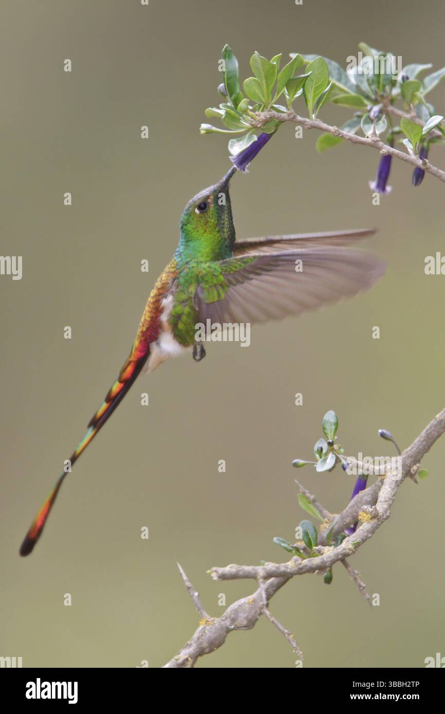 Rotschwanzkomet (Sappho sparganura) fliegt während der Fütterung an einer Blume in Bolivien, Südamerika Stockfoto