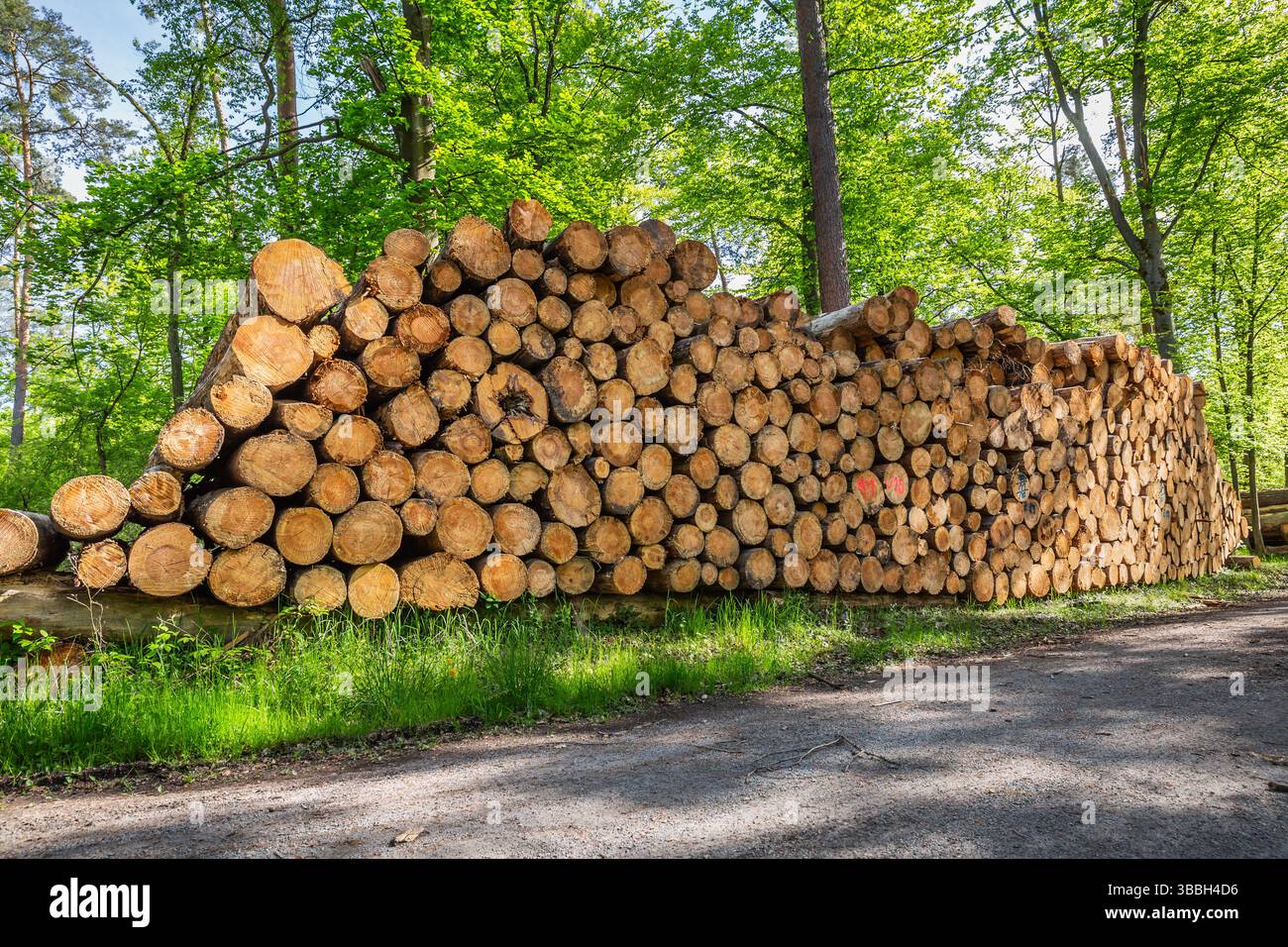 Waldkiefern und Fichten. Baumstämme Haufen, die Holzholzindustrie Stockfoto