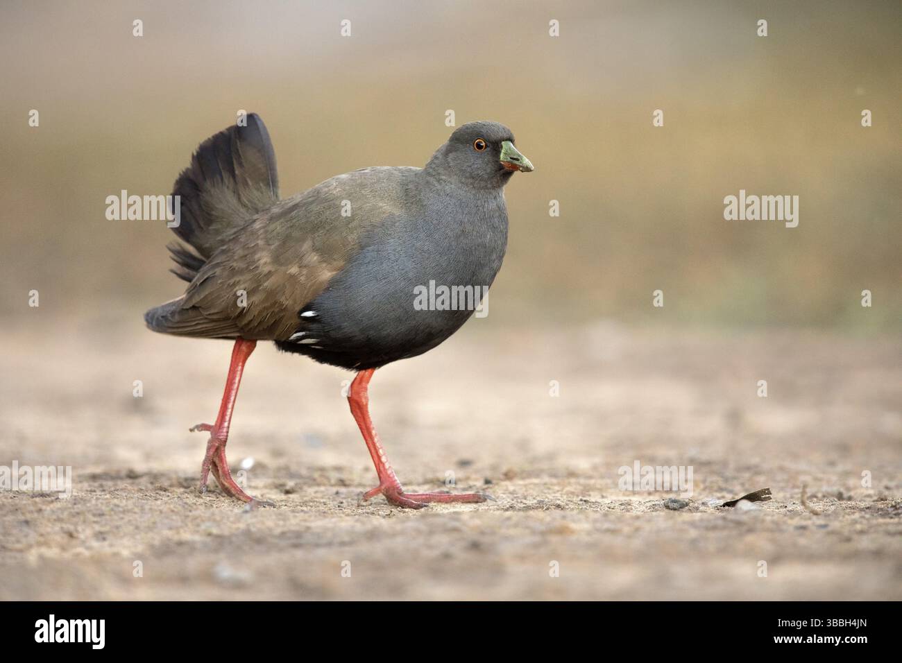 Schwarzschwanz Nativehen (Tribonyx ventralis), Queensland, Australien, Ozeanien Stockfoto