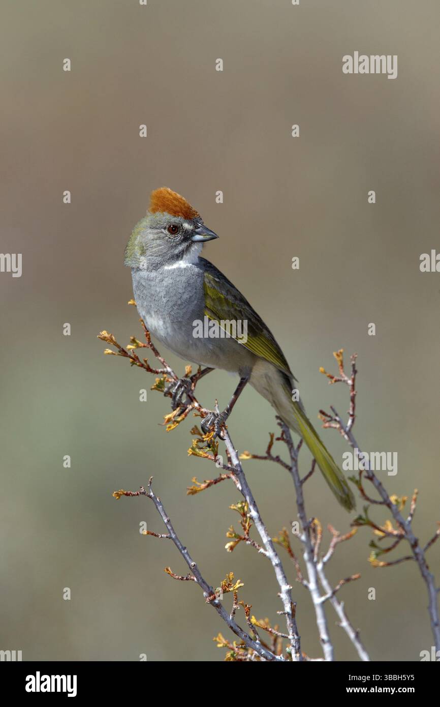 Grün-tailed Towhee, Pipilo Chlorurus Bodie, Kalifornien, Vereinigte Staaten 13 können Erwachsene Emberizidae Stockfoto