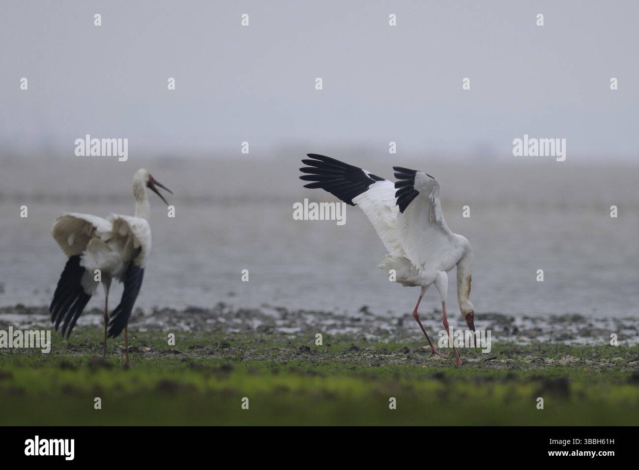 Sibirischer Krane (Leucogeranus leucogeranus), Poyang Lake, China, Asien Stockfoto