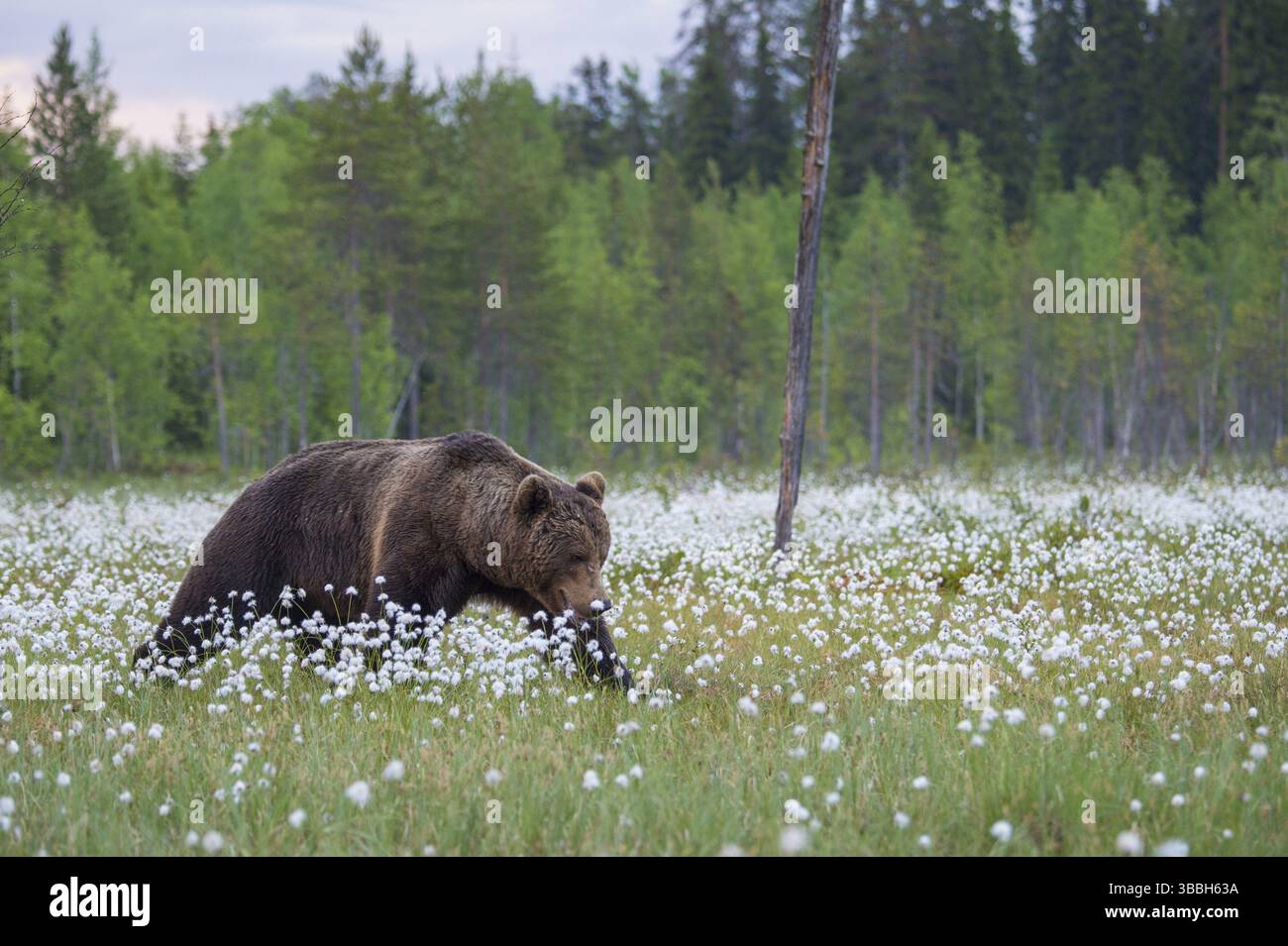 Eurasischer Braunbär (Ursus arctos), männlich, der auf einer weißen Wiese aus Baumwollgras spaziert, Finnland, Europa Stockfoto