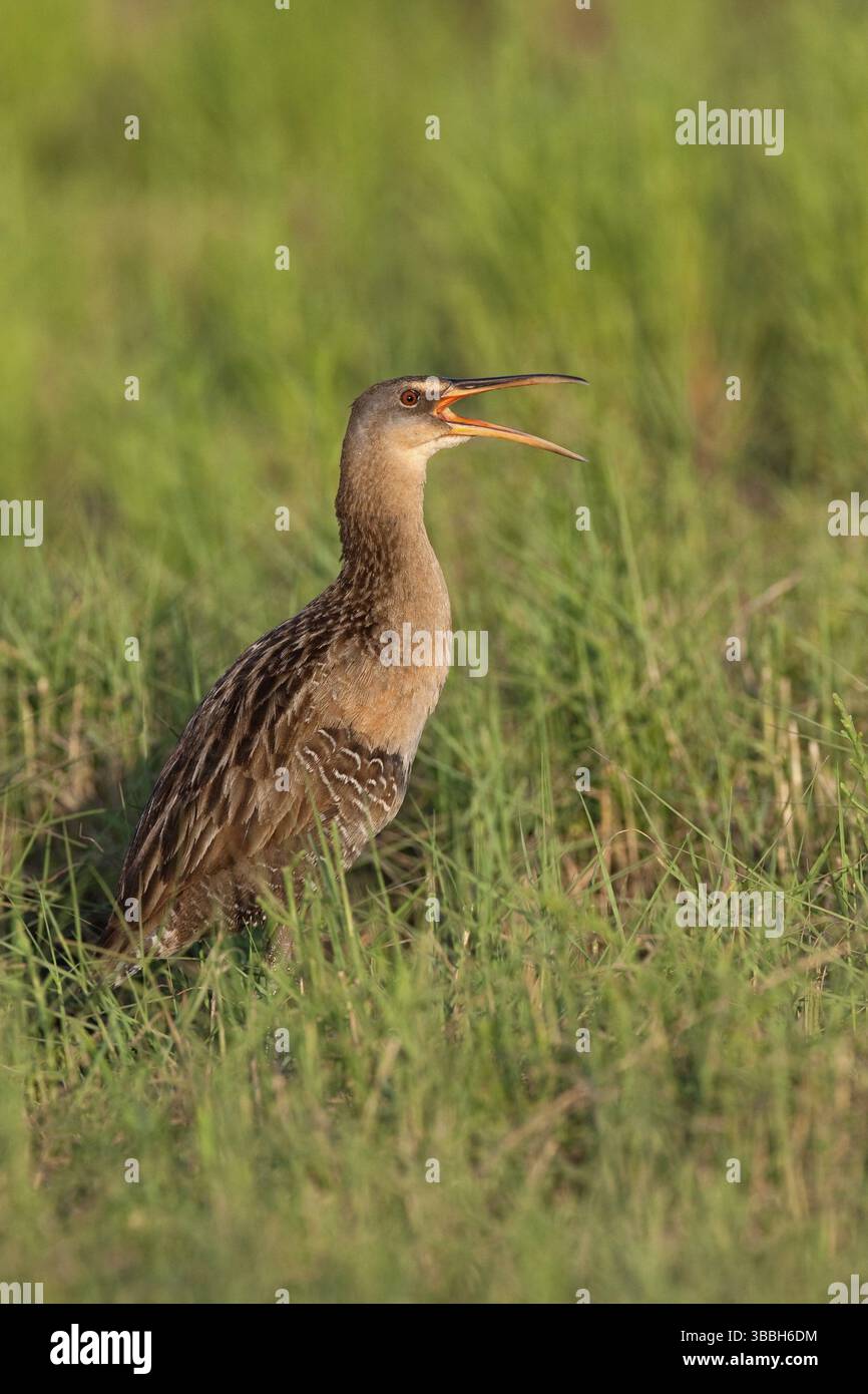 King Rail (Rallus elegans) Calling, Texas, USA, Nordamerika Stockfoto