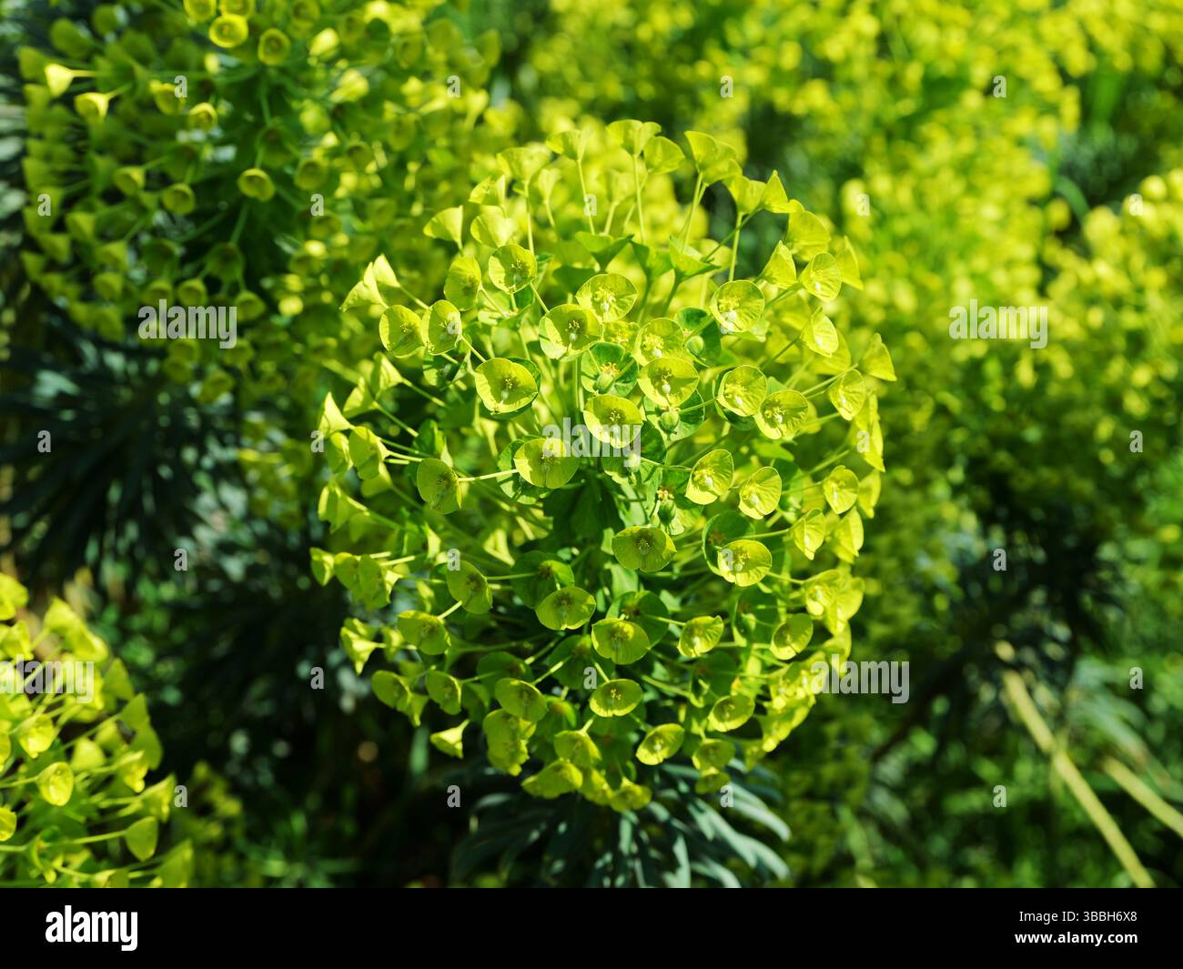 Euphorbia palustris in Hellgrün. Entfaltet sich im Frühling. Struktur und Farbe in einem Pflanzenporträt. Platz für Texte und Designs. Stockfoto
