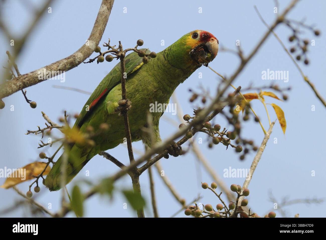 Amazonas autumnalis, Guatemala, Zentralamerika Stockfoto