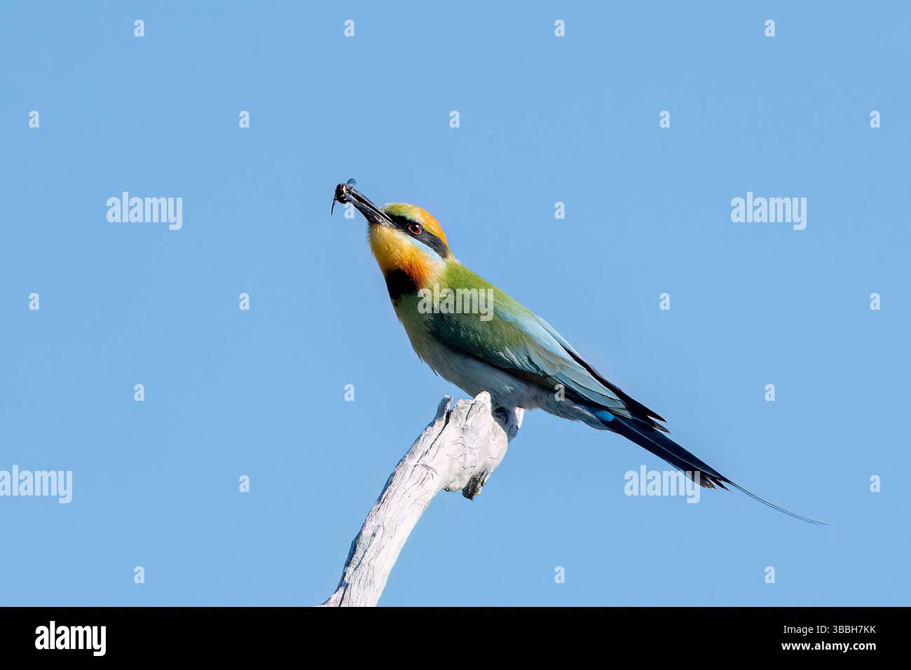 Regenbogenbienenfresser (Merops ornatus) mit Insekten im Schnabel, Queensland, Australien Stockfoto