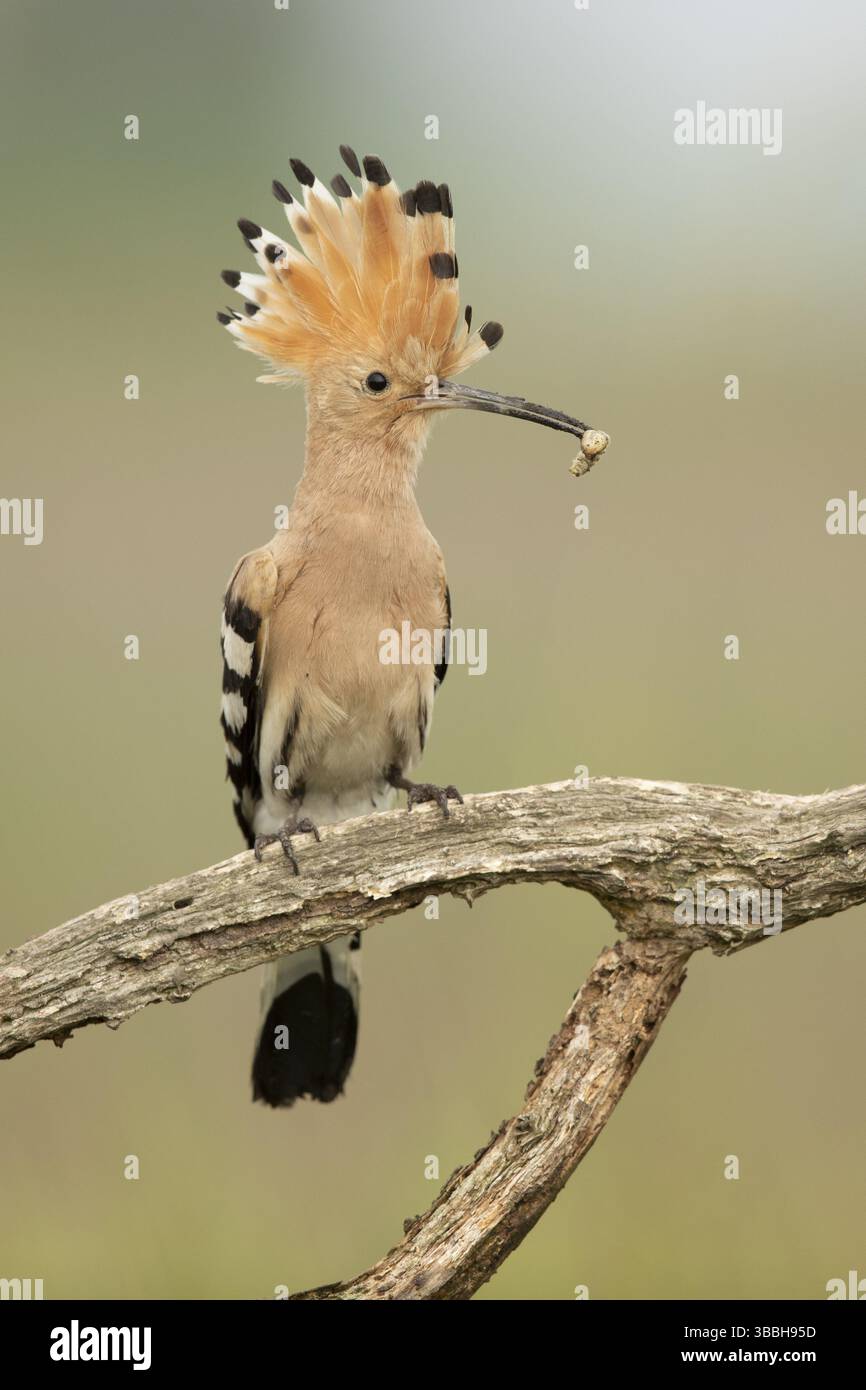 Eurasischer Wiedehopf (Upupa epops) auf einem Zweig mit Insect im Schnabel, Serbien, Europa Stockfoto