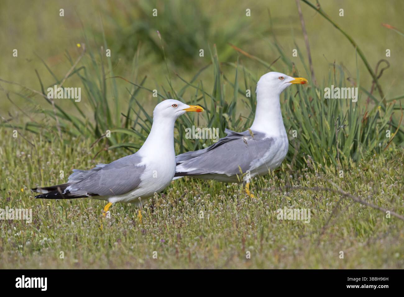 Mittelmeermoewe, Westliche Gelbbeinmöwe, Mittelmeer Gelbbeinmöwe, Gelbbeinmöwe, Larus cachinnans michahellis, Larus michahellis Stockfoto