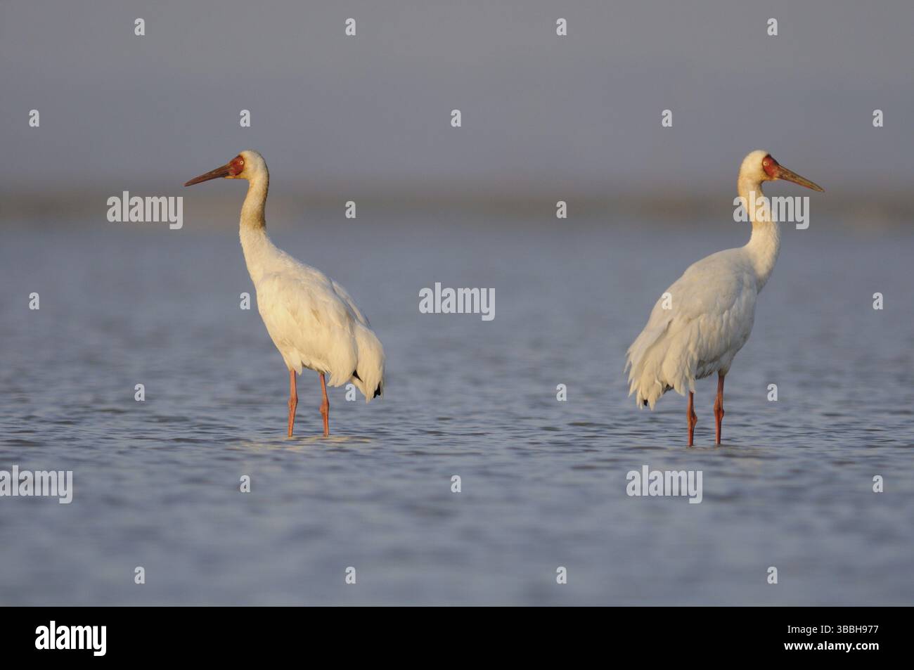 Sibirischer Krane (Leucogeranus leucogeranus), Poyang Lake, China, Asien Stockfoto