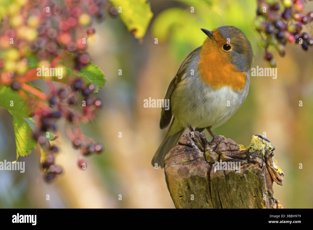 Rotkehlchen, Europäisches Robin, Robin, Erithacus rubecula, Rougegorge familier, Rougegorge, Petirrojo Stockfoto
