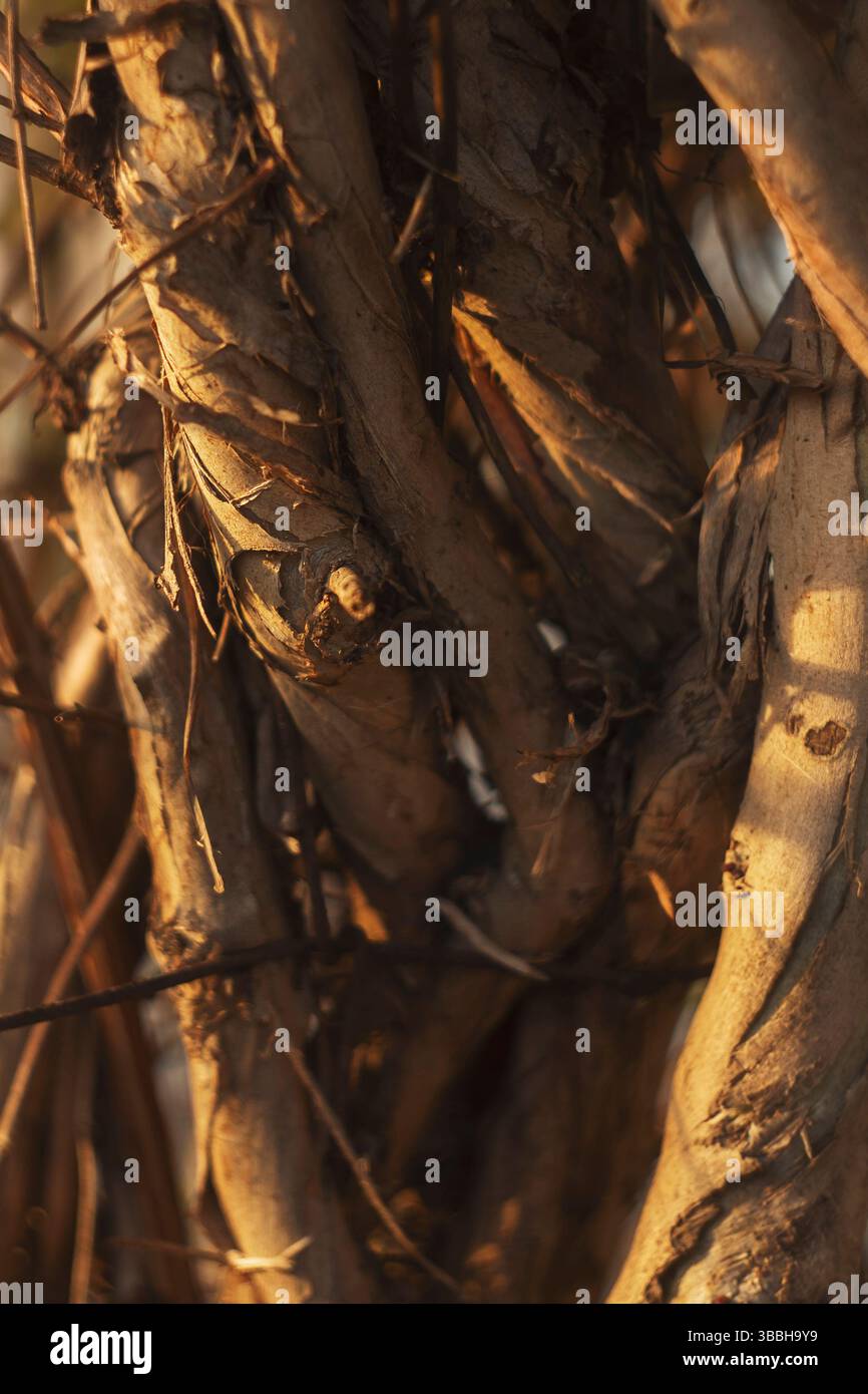 Trockene Rinde und Fasern, beleuchtet durch sanftes Abendsonnenlicht, mit natürlichen Texturen. Stockfoto