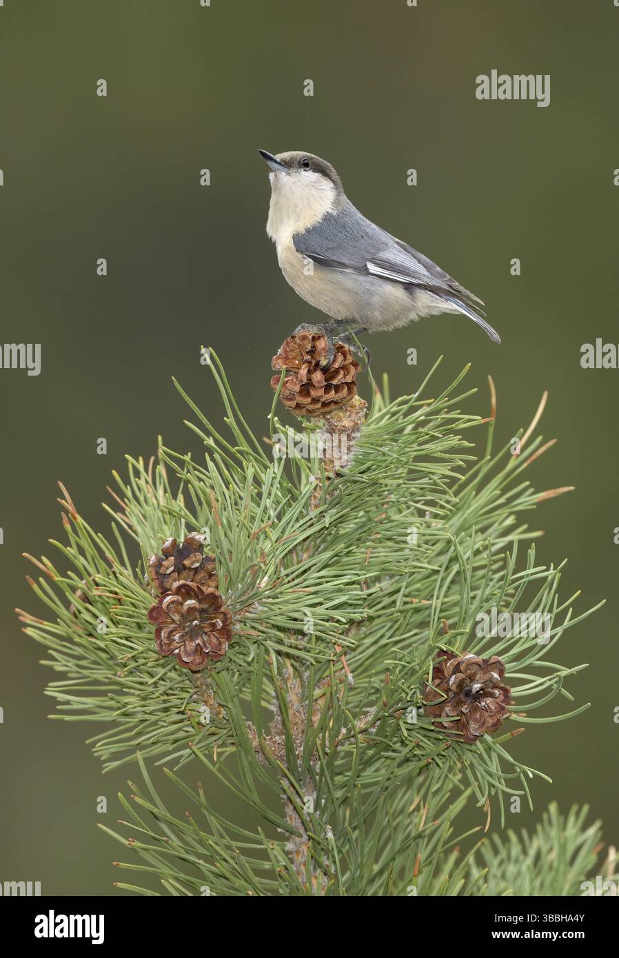 Pygmy Nuthatch (Sitta pygmaea) auf einem Nadelzweig, Colorado, USA, Nordamerika Stockfoto