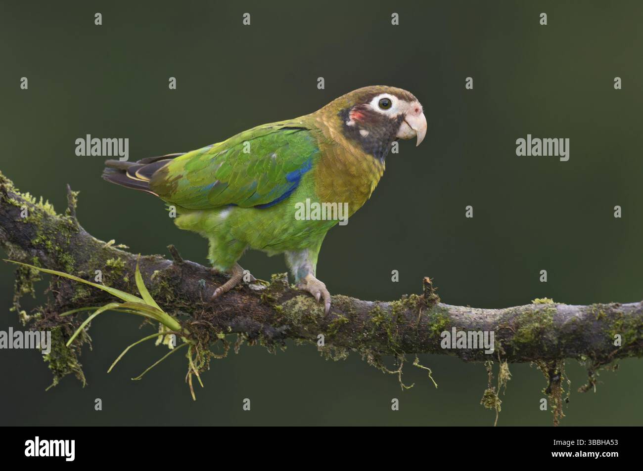 Papagei mit brauner Kapuze (Pyrilia haematotis), Costa Rica, Mittelamerika Stockfoto