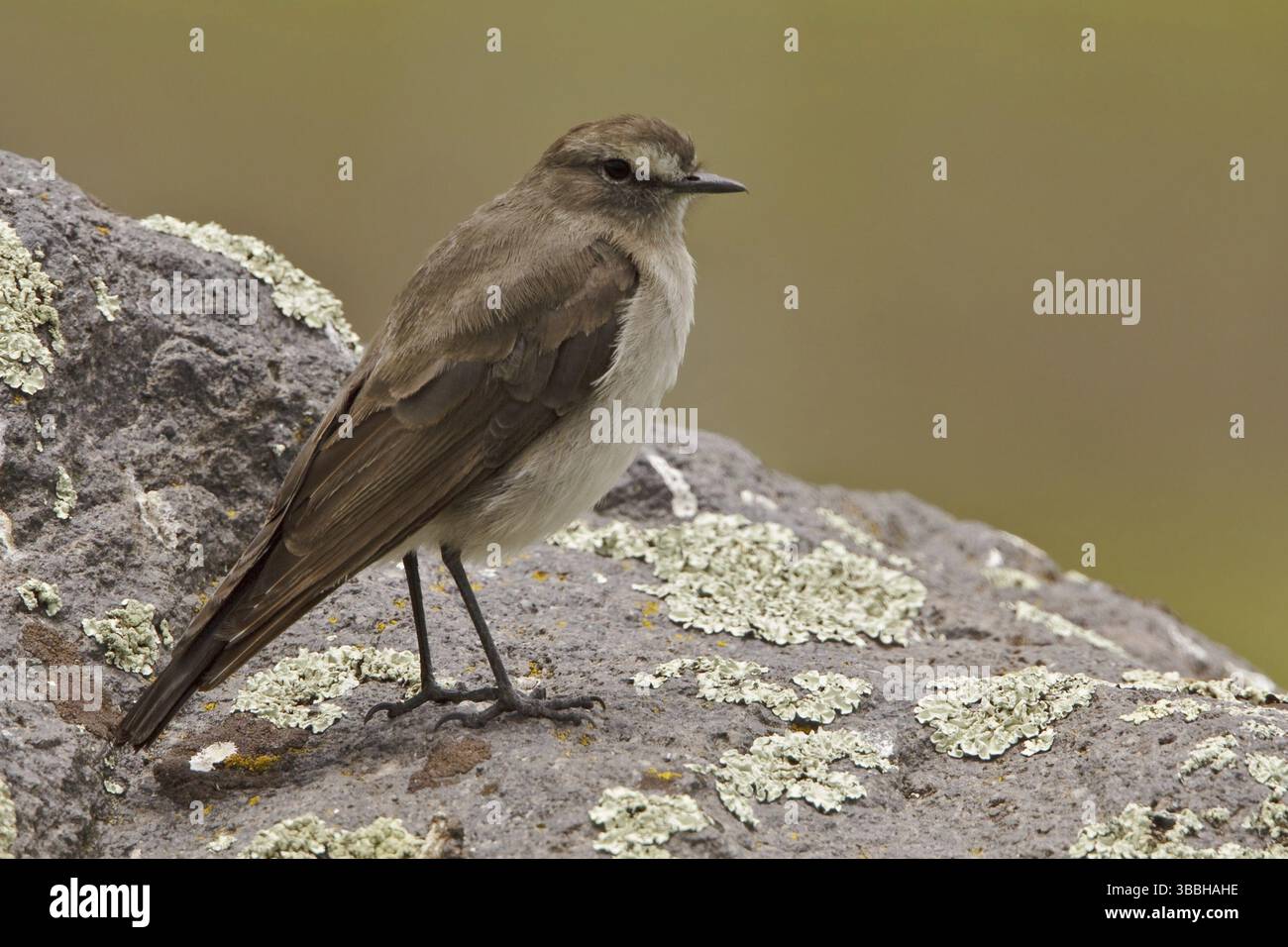 Paramo Ground Tyrant (Muscisaxicola alpinus), Ecuador, Südamerika Stockfoto