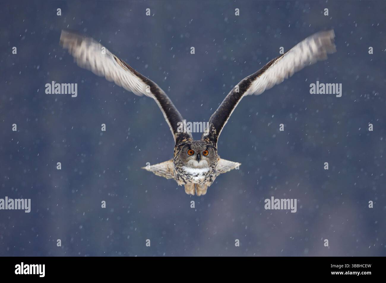 Fliegende eurasische Eule mit offenen Flügeln und Schneeflocke im verschneiten Wald im kalten Winter. Action Wildlife-Szene aus der Natur. Vogel aus Norwegen. Groß Stockfoto