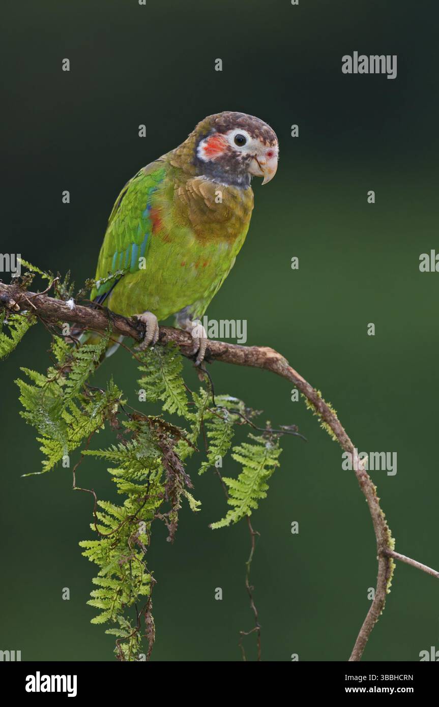 Papagei mit brauner Kapuze (Pyrilia haematotis), Costa Rica, Mittelamerika Stockfoto