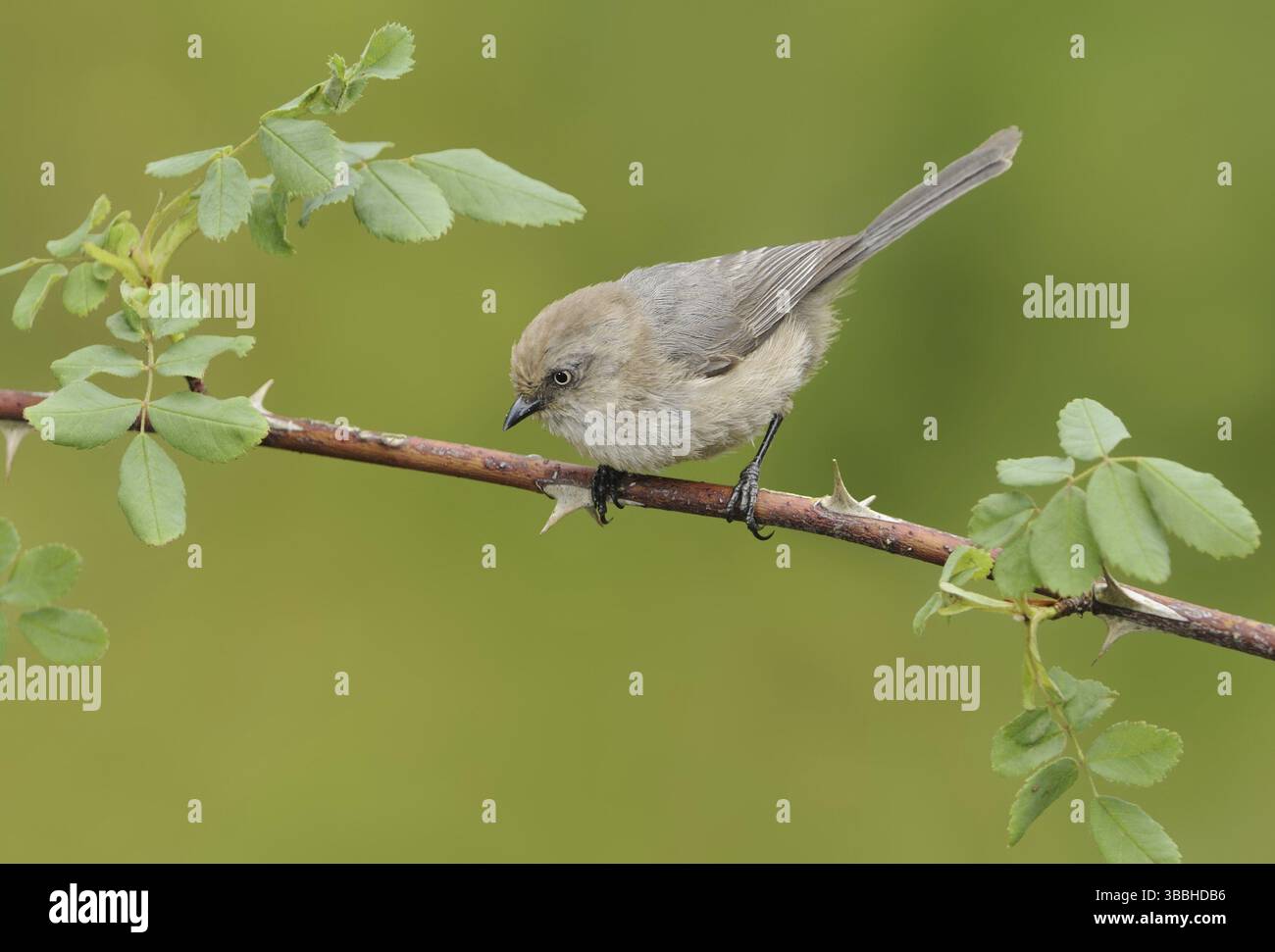 American Bushtit (Psaltriparus minimus), Kanada, Nordamerika Stockfoto
