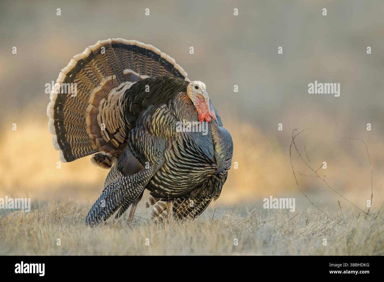 Wilder Truthahn (Meleagris gallopavo) männlich, Kalifornien, USA, Nordamerika Stockfoto