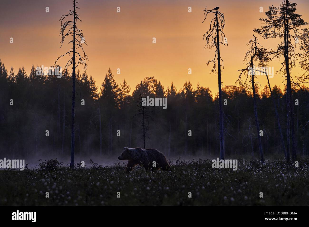 Nacht in Taiga, Bär mit Seeblick, Sonnenuntergang. Herbstbäume mit Bär. Wunderschöner Braunbär, der um den See spaziert, Herbstfarben. Grosses Gefahrentier in Gewohnheit Stockfoto