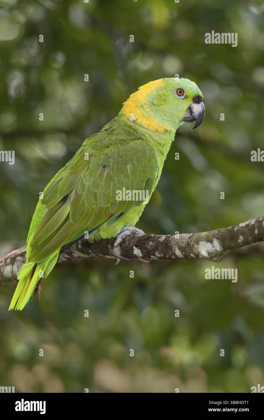 Amazonas auropalliata (Amazona auropalliata), Costa Rica, Mittelamerika Stockfoto