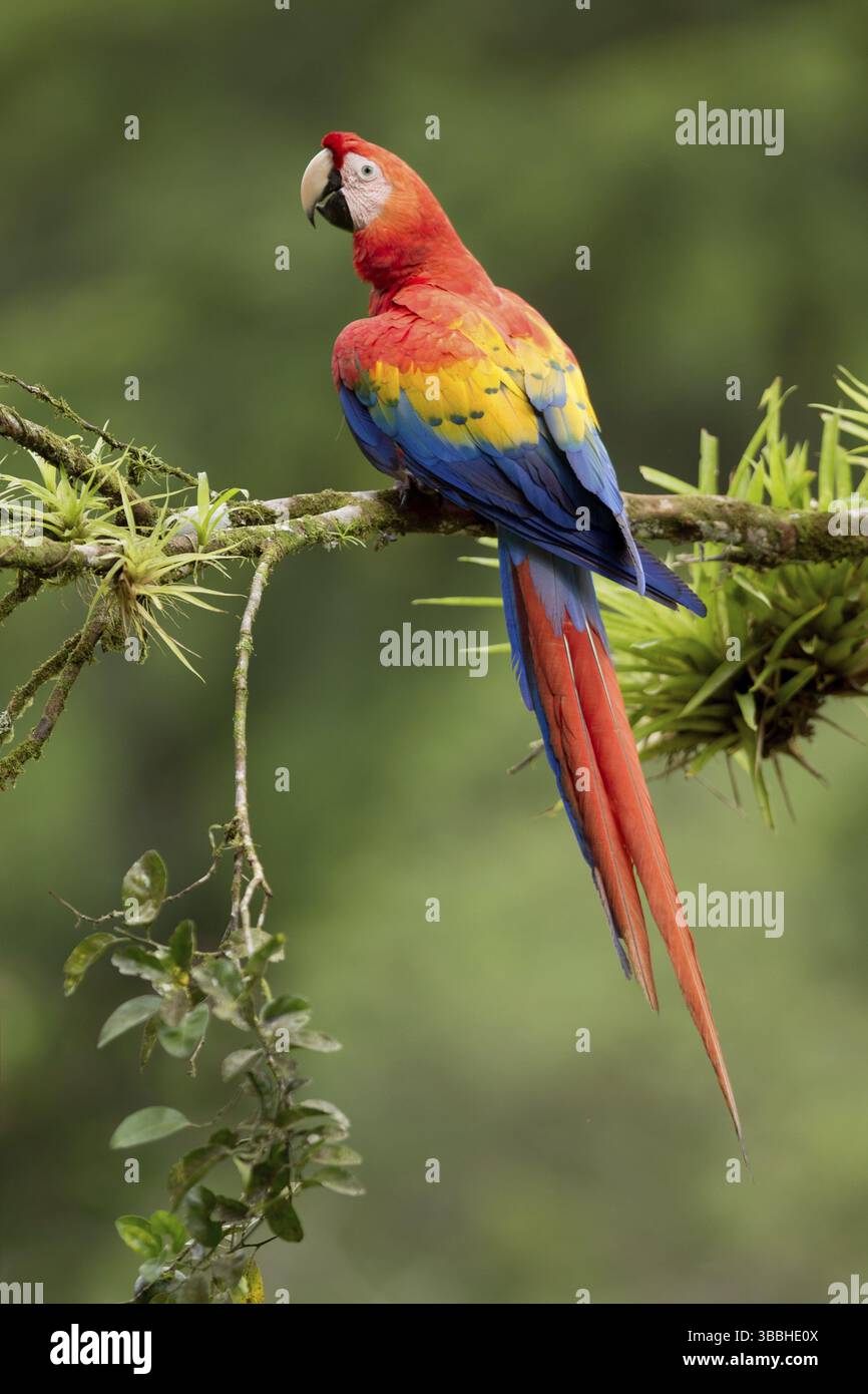 Scharlacharas (Ara macao), Costa Rica, Mittelamerika Stockfoto