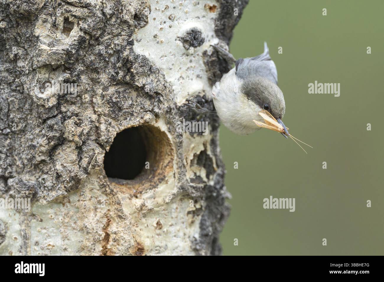 Pygmy Nuthatch (Sitta pygmaea) in der Nisthöhle in Colorado, USA, Nordamerika Stockfoto