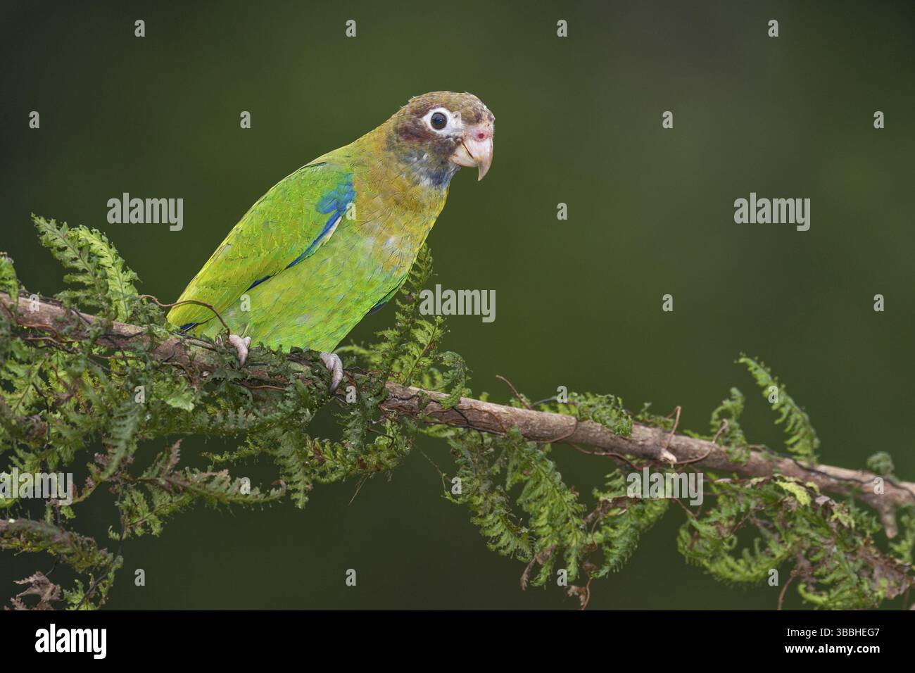 Papagei mit brauner Kapuze (Pyrilia haematotis), Costa Rica, Mittelamerika Stockfoto