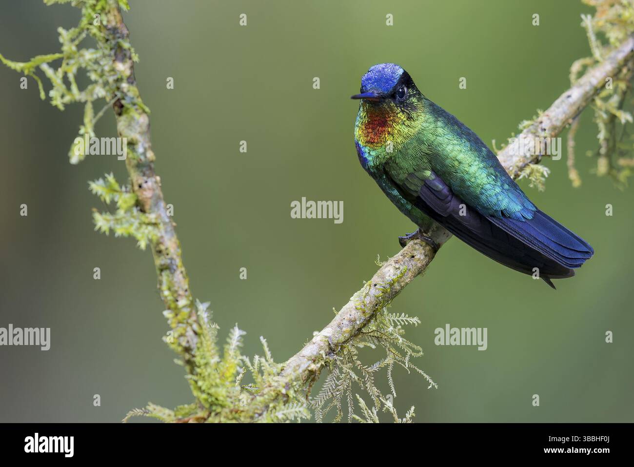Feuerkehle Kolibri (Panterpe insignis) thront auf einem Ast in Panama Stockfoto