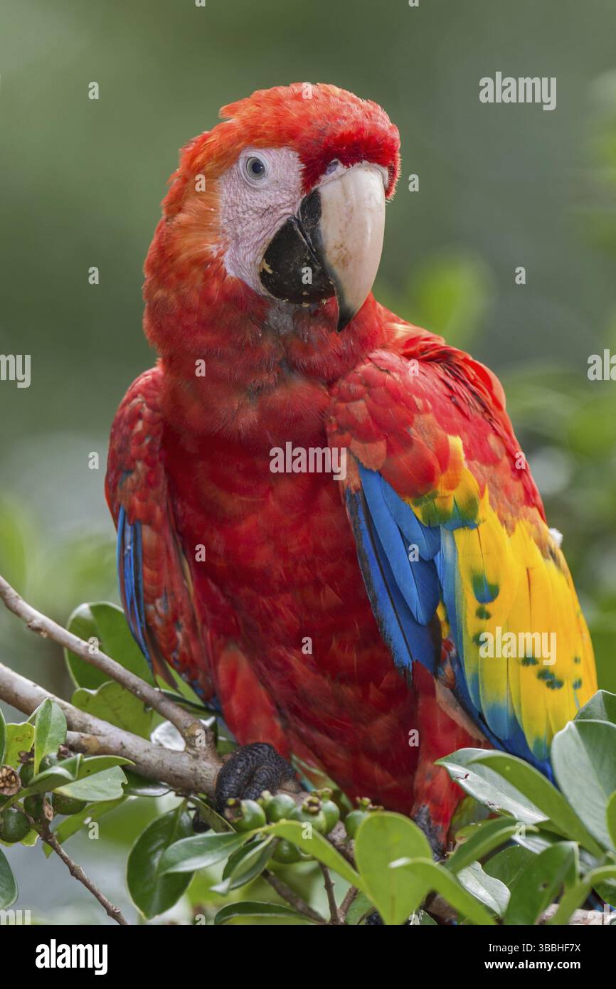 Scharlacharas (Ara macao), Costa Rica, Mittelamerika Stockfoto