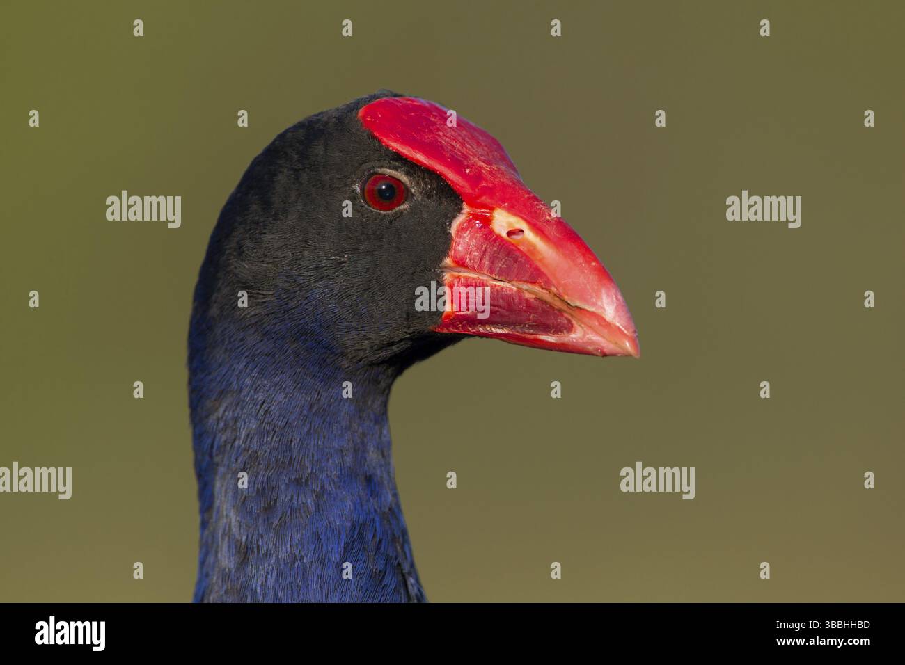 Australasischer Sumpffisch (Porphyrio melanotus melanotus), Victoria, Australien, Ozeanien Stockfoto